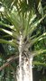 vignette palmier Corypha umbraculifera
