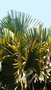 vignette palmier Corypha umbraculifera