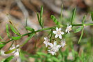 vignette Asparagus densiflorus 'Sprengeri'