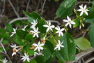 vignette Jasminum simplicifolium ssp. leratii