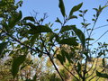 vignette Clerodendrum floribundum