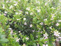 vignette Cuphea hyssopifolia