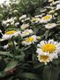 vignette Chrysanthemum 'Snow Lady'
