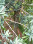 vignette Podocarpus elongatus 'Blue chip'