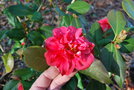 vignette Camellia japonica 'Racovita'   (Alfred Lematre F 2009)