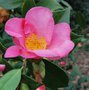 vignette Camellia japonica 'Mrs Tsutako Nakasone'   (Nuccio Nursery, USA 1985)