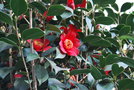 vignette Camellia japonica 'Kimberley'   (B 1914)