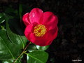 vignette Camélia ' SYLVA '  camellia japonica