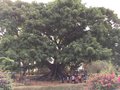 vignette Bangalore - Jardin botanique - Ceiba pentendra - Kapokier