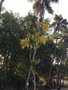 vignette Cassia fistula - Cytise Indien