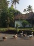 vignette Hotel Abad Whispering Palms  Kumarakom