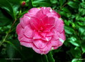 vignette Camélia ' RUBENS ' camellia japonica