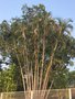 vignette Dypsis lutescens = Chrysalidocarpus lutescens = Areca lutescens