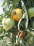 vignette Solanum lycopersicum 'Coeur de boeuf'