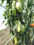 vignette Solanum lycopersicum 'Cornue des Andes'