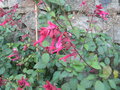 vignette Salvia 'Love and Wishes' ?