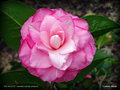 vignette Camélia ' JOE NUCCIO ' camellia hybride williamsii