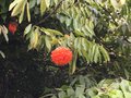 vignette Bangalore - Jardin botanique - Brownea grandiceps