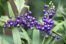 vignette Dianella tasmanica fruits