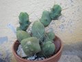 vignette Trichocereus bridgesii monstruosus