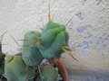 vignette Trichocereus bridgesii monstruosus