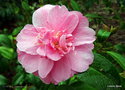 vignette Camélia ' TINY BELL ' camellia japonica