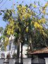 vignette Cassia fistula - Cytise Indien