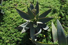 vignette Aloe striata ssp striata