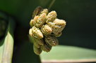 vignette Aloe striata ssp striata (boutons floraux)