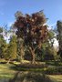 vignette Jardin botanique d'Ooty - Cordyline australis 'Purpurea' - Cordyline pourpre