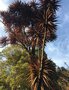 vignette Jardin botanique d'Ooty - Cordyline australis 'Purpurea' - Cordyline pourpre