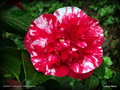 vignette Camélia ' MIDNIGHT VARIEGATED ' camellia japonica