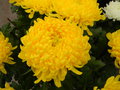 vignette Chrysanthemum hortorum
