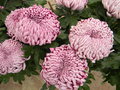 vignette Chrysanthemum hortorum