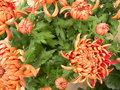 vignette Chrysanthemum hortorum a
