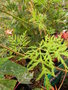 vignette Acer palmatum dissectum 'Emerald Lace'