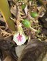 vignette Eletteria cardamomum - Cardamome