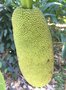vignette Artocarpus heterophyllus - Jacquier ou Jaquier