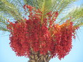 vignette Phoenix dactylifera (fruits)