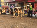 vignette Mysore - Vache sacre