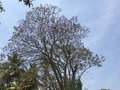 vignette jacaranda mimosifolia