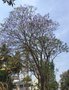 vignette jacaranda mimosifolia
