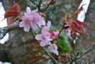 vignette Prunus sargentii 'Rancho'
