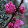 vignette Prunus persica 'Taoflora Pink'