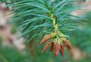 vignette Cunninghamia lanceolata