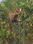 vignette Mysore - Macaque sur la montagne sacre