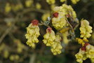 vignette Corylopsis sinensis var. calvescens