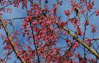 vignette Prunus campanulata / Rosaceae / Tawan