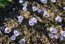 vignette Crocus chrysanthus 'Blue Pearl'