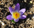 vignette Crocus sieberi 'Sublimis'